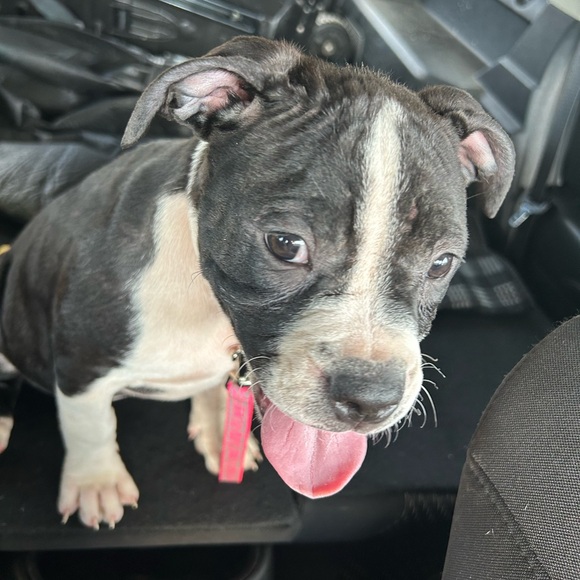 Host appreciation mystery gift/gifts! More you spend more you receive!! - Picture 11 of 16